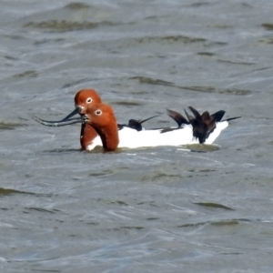 Recurvirostra novaehollandiae at Fyshwick, ACT - 30 Jun 2018