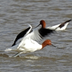 Recurvirostra novaehollandiae at Fyshwick, ACT - 30 Jun 2018 10:10 AM