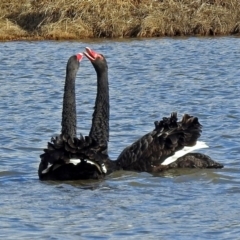 Cygnus atratus (Black Swan) at Fyshwick, ACT - 30 Jun 2018 by RodDeb