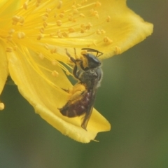 Lasioglossum (Parasphecodes) sp. (genus & subgenus) (Halictid bee) at Pollinator-friendly garden Conder - 15 Jan 2018 by michaelb