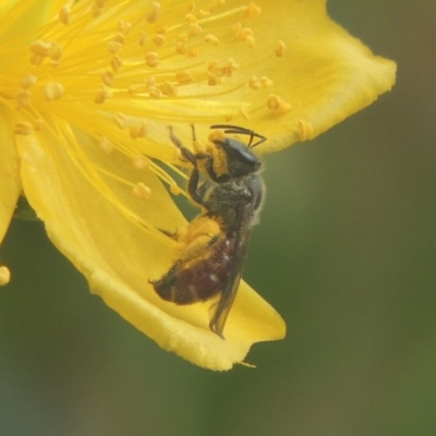 Lasioglossum (Parasphecodes) sp. (genus & subgenus) (Halictid bee) at Conder, ACT - 15 Jan 2018 by MichaelBedingfield