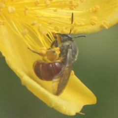 Lasioglossum (Parasphecodes) sp. (genus & subgenus) at Pollinator-friendly garden Conder - 15 Jan 2018