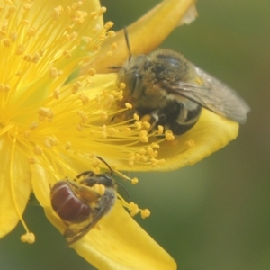 Lasioglossum (Parasphecodes) sp. (genus & subgenus) at Pollinator-friendly garden Conder - 15 Jan 2018