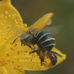 Amegilla (Zonamegilla) asserta (Blue Banded Bee) at Conder, ACT - 15 Jan 2018 by michaelb