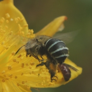 Amegilla (Zonamegilla) asserta at Pollinator-friendly garden Conder - 15 Jan 2018 11:50 AM