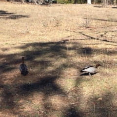 Chenonetta jubata (Australian Wood Duck) at Deakin, ACT - 1 Jul 2018 by KL