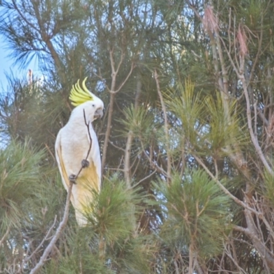 Cacatua galerita (Sulphur-crested Cockatoo) at Campbell, ACT - 1 Jul 2018 by frostydog