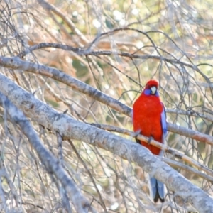 Platycercus elegans at Campbell, ACT - 1 Jul 2018