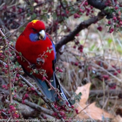 Platycercus elegans (Crimson Rosella) at Hughes, ACT - 29 Jun 2018 by BIrdsinCanberra