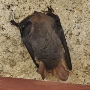 Nyctophilus gouldi at Paddys River, ACT - 1 Jul 2018