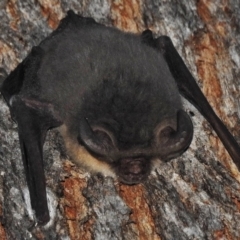 Nyctophilus gouldi at Paddys River, ACT - 1 Jul 2018 04:32 PM