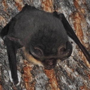 Nyctophilus gouldi at Paddys River, ACT - 1 Jul 2018