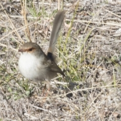 Malurus cyaneus (Superb Fairywren) at The Pinnacle - 1 Jul 2018 by AlisonMilton