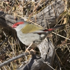 Neochmia temporalis (Red-browed Finch) at Hawker, ACT - 1 Jul 2018 by Alison Milton