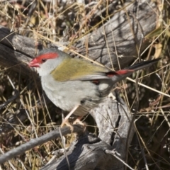 Neochmia temporalis (Red-browed Finch) at The Pinnacle - 1 Jul 2018 by AlisonMilton