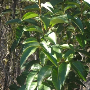 Ligustrum lucidum at Chifley, ACT - 1 Jul 2018