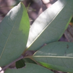 Ligustrum lucidum at Chifley, ACT - 1 Jul 2018