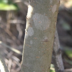 Ligustrum lucidum at Chifley, ACT - 1 Jul 2018