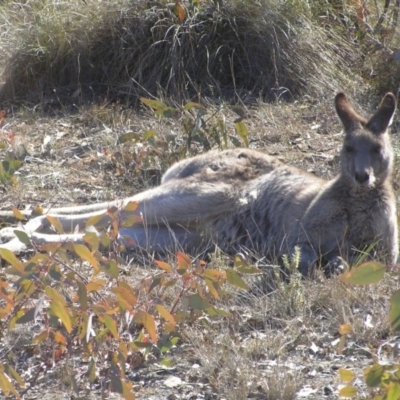 Macropus giganteus (Eastern Grey Kangaroo) at Mount Taylor - 1 Jul 2018 by MatthewFrawley