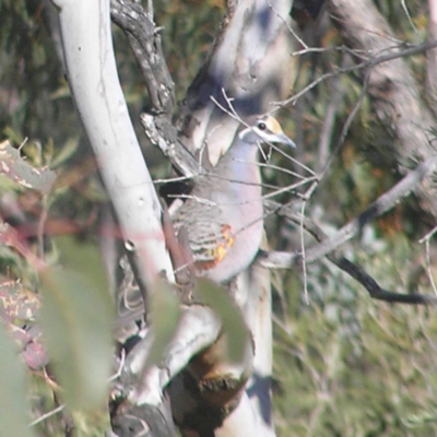 Phaps chalcoptera (Common Bronzewing) at Kambah, ACT - 1 Jul 2018 by MatthewFrawley