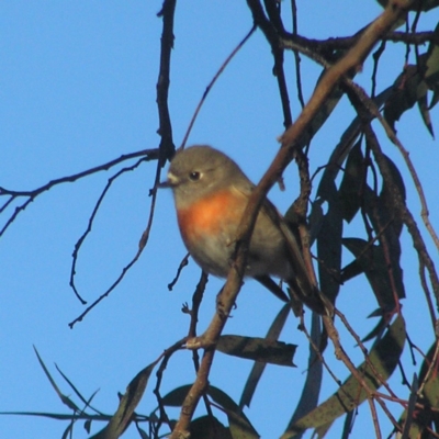 Petroica boodang (Scarlet Robin) at Mount Taylor - 1 Jul 2018 by MatthewFrawley