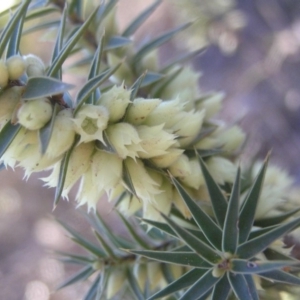 Melichrus urceolatus at Chifley, ACT - 1 Jul 2018