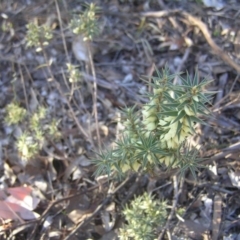 Melichrus urceolatus at Chifley, ACT - 1 Jul 2018 03:16 PM