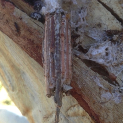 Clania ignobilis (Faggot Case Moth) at Aranda Bushland - 1 Jul 2018 by KMcCue