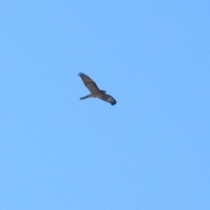 Accipiter fasciatus at Fyshwick, ACT - 1 Jul 2018