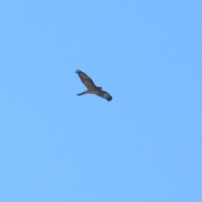 Accipiter fasciatus (Brown Goshawk) at Fyshwick, ACT - 1 Jul 2018 by RodDeb