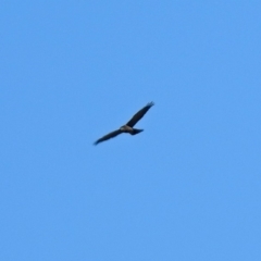 Accipiter fasciatus at Fyshwick, ACT - 1 Jul 2018