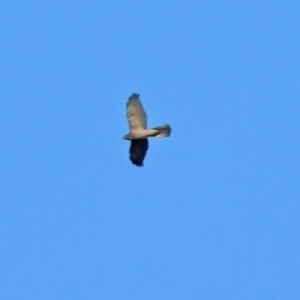 Accipiter fasciatus at Fyshwick, ACT - 1 Jul 2018