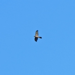 Accipiter fasciatus at Fyshwick, ACT - 1 Jul 2018