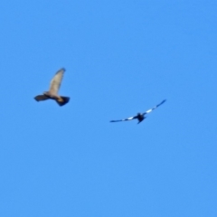 Accipiter fasciatus at Fyshwick, ACT - 1 Jul 2018