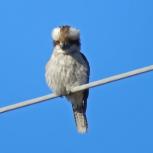 Dacelo novaeguineae at Fyshwick, ACT - 1 Jul 2018 10:44 AM