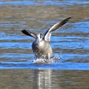 Malacorhynchus membranaceus at Fyshwick, ACT - 1 Jul 2018