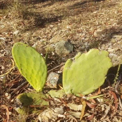 Opuntia stricta (Common Prickly Pear) at Percival Hill - 1 Jul 2018 by LukeJ