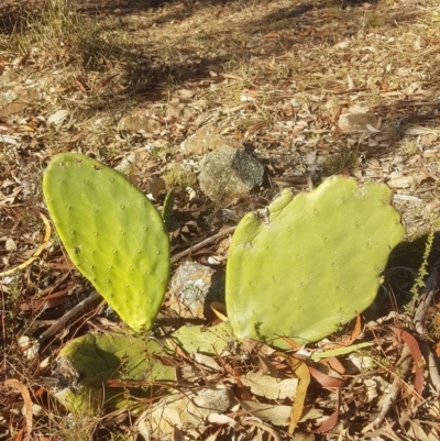 Opuntia stricta (Common Prickly Pear) at Nicholls, ACT - 1 Jul 2018 by Maliyan