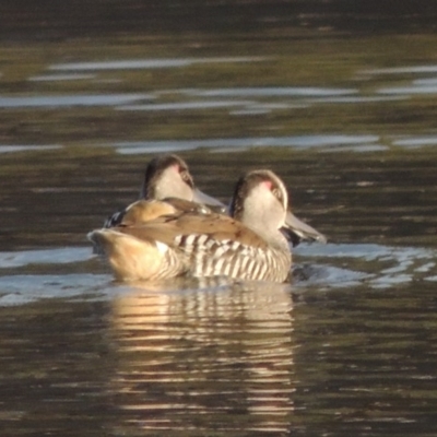 Malacorhynchus membranaceus (Pink-eared Duck) at Fyshwick, ACT - 20 Jun 2018 by michaelb