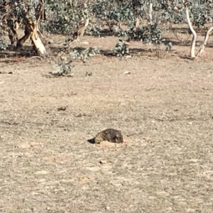 Tachyglossus aculeatus at Gungahlin, ACT - 25 Jun 2018