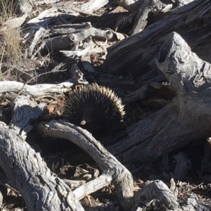 Tachyglossus aculeatus at Gungahlin, ACT - 30 Jun 2018 01:08 PM