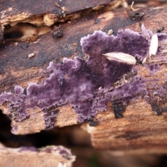 Phlebiopsis crassa (A corticioid or paint fungi) at Umbagong District Park - 1 Jul 2018 by Heino1