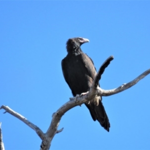 Aquila audax at Kambah, ACT - 2 Jul 2018 11:45 AM