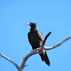 Aquila audax at Kambah, ACT - 2 Jul 2018 11:45 AM