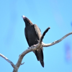 Aquila audax at Kambah, ACT - 2 Jul 2018 11:45 AM