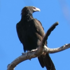 Aquila audax at Kambah, ACT - 2 Jul 2018 11:45 AM