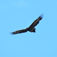 Aquila audax at Kambah, ACT - 2 Jul 2018