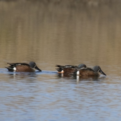 Spatula rhynchotis (Australasian Shoveler) at Michelago, NSW - 1 Jul 2018 by Illilanga