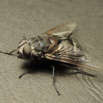 Rutilia (Donovanius) sp. (genus & subgenus) (A Bristle Fly) at Gordon, ACT - 18 Jan 2018 by MichaelBedingfield