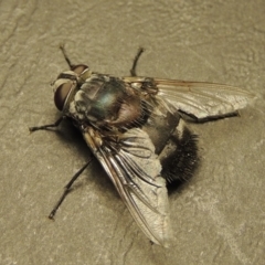 Rutilia (Donovanius) sp. (genus & subgenus) at Gordon, ACT - 18 Jan 2018